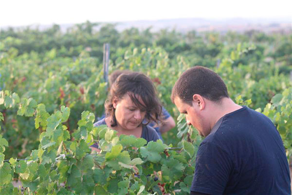 Los trabajadores de Somontano Social participaron en la vendimia manual en Bodega Mipanas.
