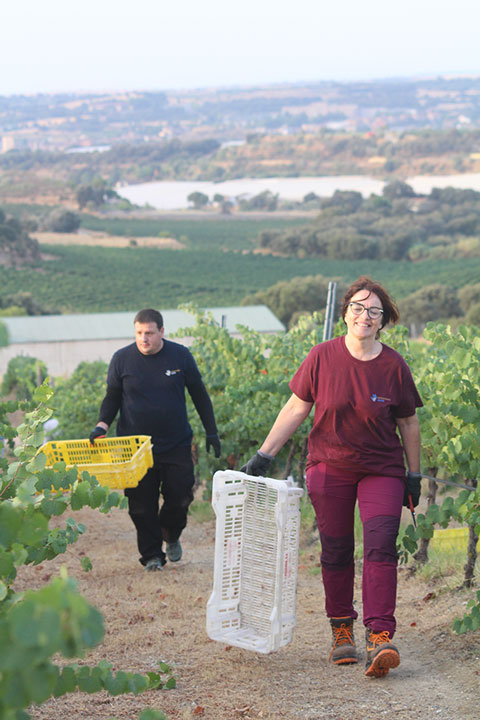 Trabajadores de Somontano Social participando en la vendimia manual de la variedad chardonnay en Bodega Mipanas para elaborar la añada 2025 del Mipanas Blanco.