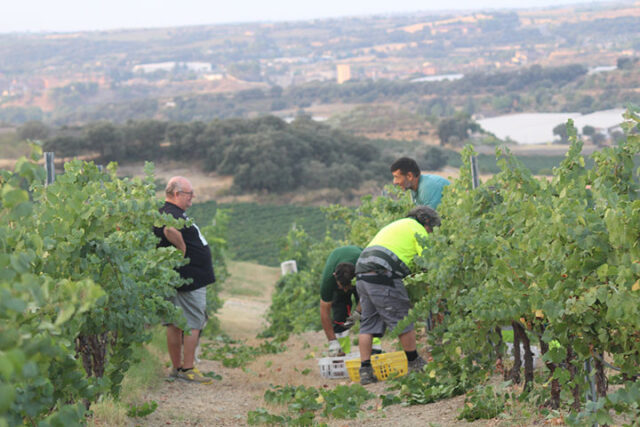 Los trabajadores de diferentes departamentos de Somontano Social participaron en la vendimia manual en Bodega Mipanas.