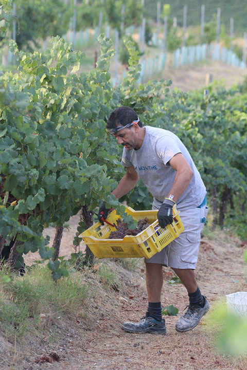 Los trabajadores de Somontano Social participaron en la vendimia manual en Bodega Mipanas.