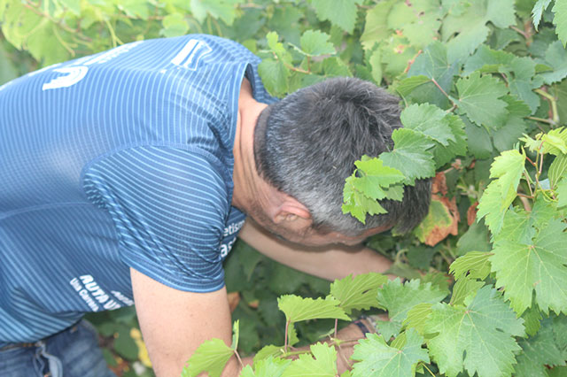 Vendimia manual de las variedades blancas de la añada 2025 en las fincas de Bodega Mipanas con trabajadores de Somontano Social.