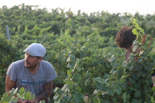 Los trabajadores de Somontano Social participaron en la vendimia manual en Bodega Mipanas.
