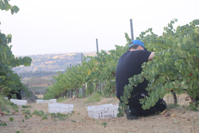 Trabajador de Somontano Social participando la vendimia a mano en Bodega Mipanas.