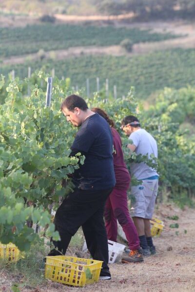 Los trabajadores de Somontano Social participaron en la vendimia manual en Bodega Mipanas.